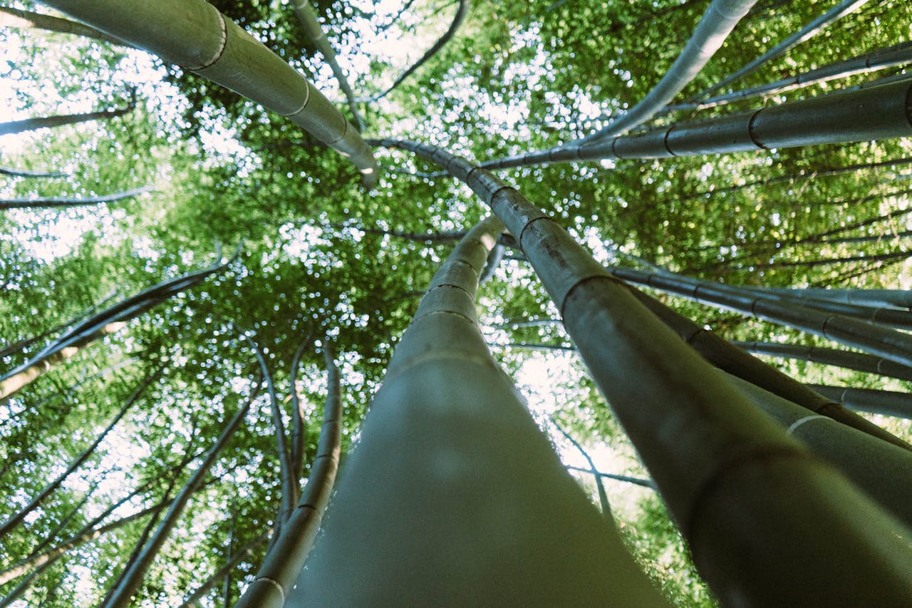 Captivating view of towering bamboo trees in a lush green forest, Málaga, Spain.